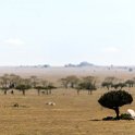 TZA SHI SerengetiNP 2016DEC25 Moru4Area 034 : 2016, 2016 - African Adventures, Africa, Date, December, Eastern, Month, Moru 4 Area, Places, Serengeti National Park, Shinyanga, Tanzania, Trips, Year